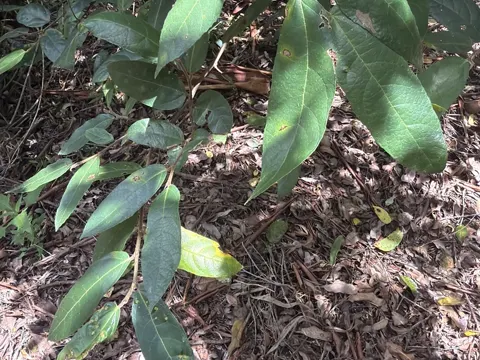 Ficus coronata