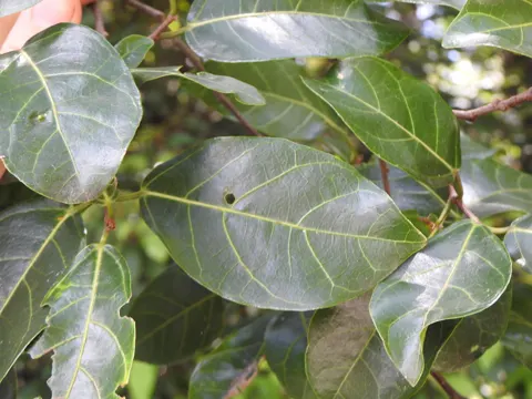 Sandpaper Fig