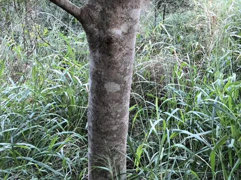Small-leaf Fig