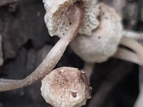 Filoboletus manipularis (Filoboletus manipularis)