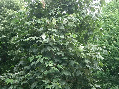 Chinese Parasol Tree (Firmiana simplex)