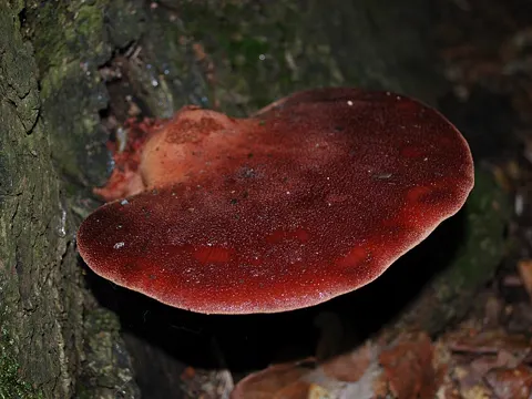 Beefsteak Fungus