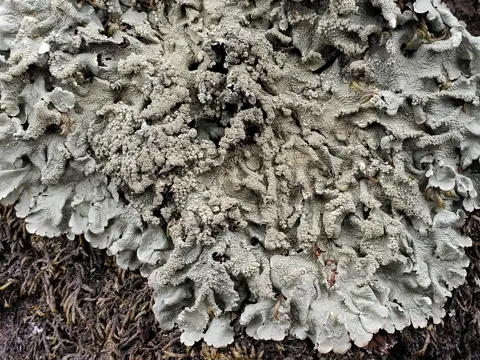 Powder-backed Lichen