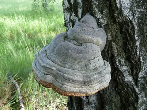 Horse's Hoof Fungus