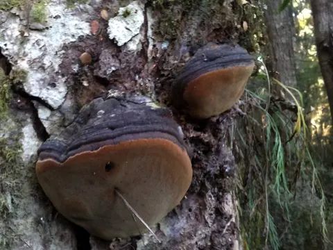 Eichen-Feuerschwamm (Fomitiporia robusta)