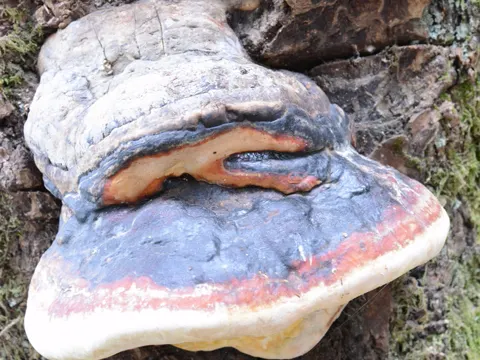 Gemeiner Schmetterlingsporling (Fomitopsis mounceae)
