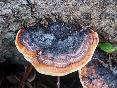 Red-banded Polypore