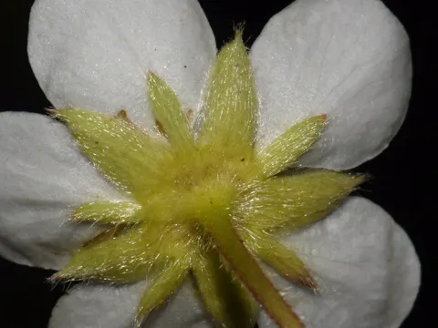 Stranderdbeere (Fragaria chiloensis)