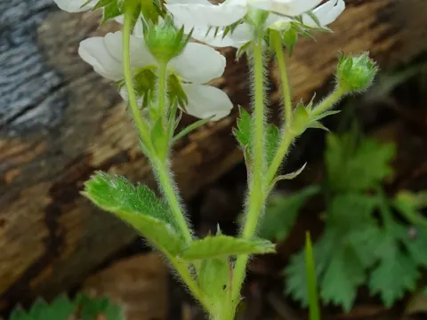 Moschus-Erdbeere (Fragaria moschata)