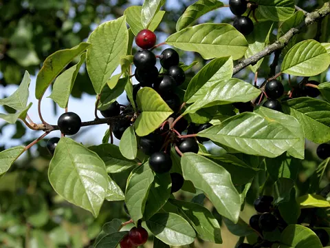 Alder Buckthorn
