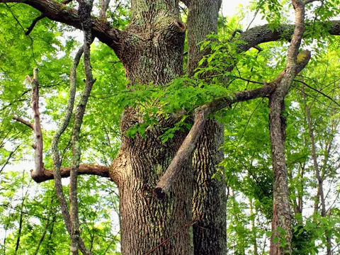 Pennsylvanische Esche (Fraxinus pennsylvanica)