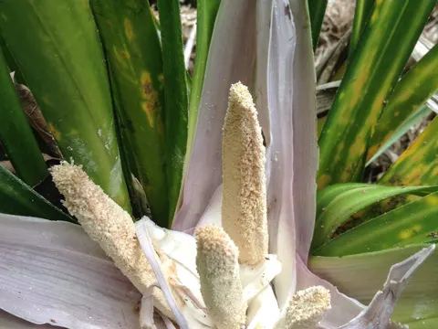 Freycinetia banksii (Freycinetia banksii)