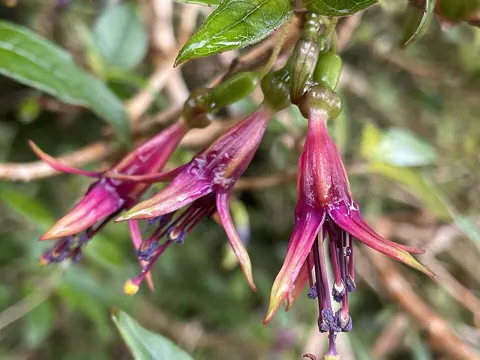 Fuchsia excorticata
