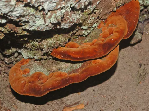 Rotporiger Feuerschwamm (Fuscoporia torulosa)