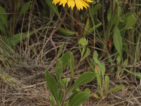 Kokardenblume (Gaillardia aristata)