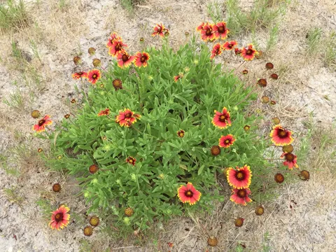 Kokardenblume