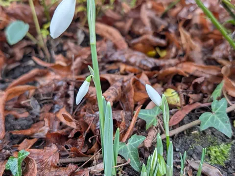 Schneeglöckchen (Galanthus nivalis)