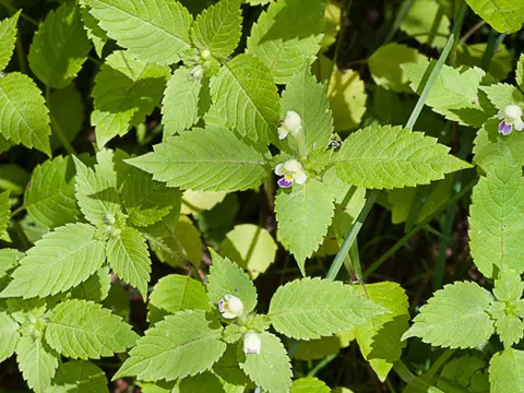 Bunter Hohlzahn (Galeopsis speciosa)
