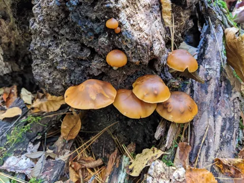 Gift-Häubeling (Galerina marginata)