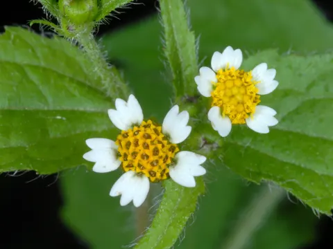 Bewimpertes Knopfkraut (Galinsoga quadriradiata)