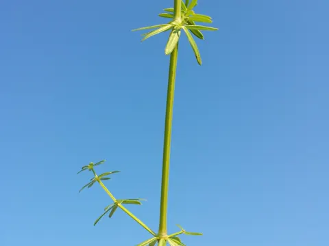 Cleavers