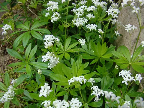 Waldmeister
