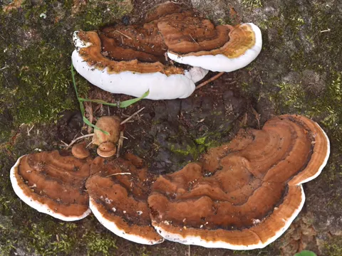Gelappter Lackporling
