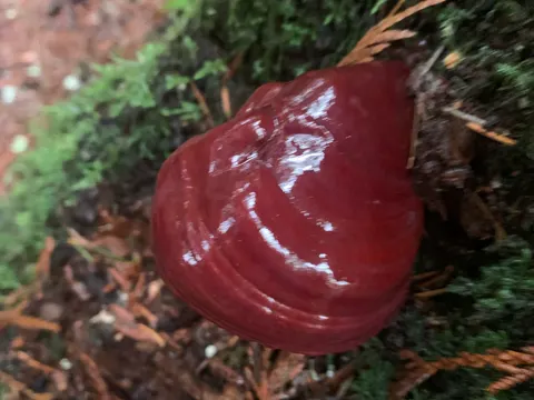 Oregon-Lackporling (Ganoderma oregonense)