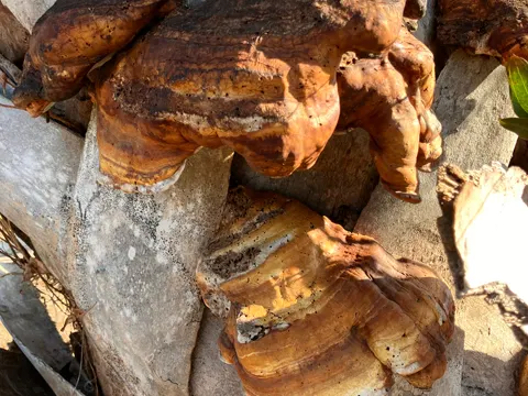 Künstlerporling (Ganoderma zonatum)