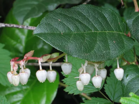 Salal