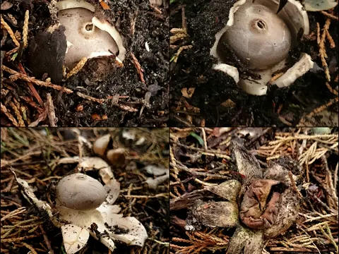 Dunkler Erdstern (Geastrum coronatum)