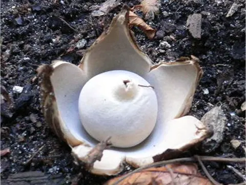 Gewimperter Erdstern (Geastrum fimbriatum)