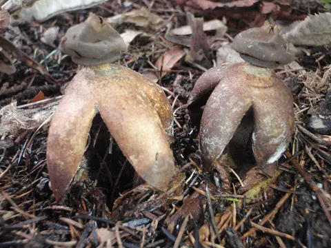 Großer Nesterdstern (Geastrum fornicatum)