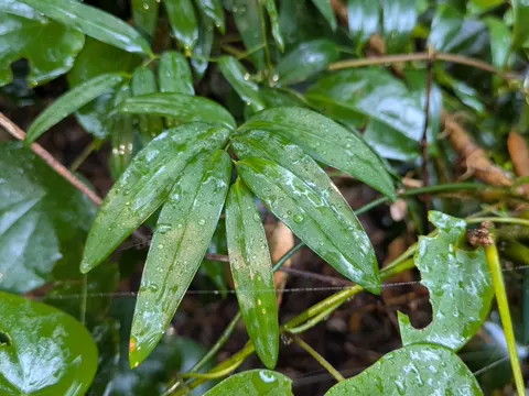 Geitonoplesium cymosum