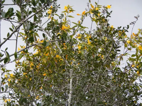 Gelber Jasmin (Gelsemium sempervirens)