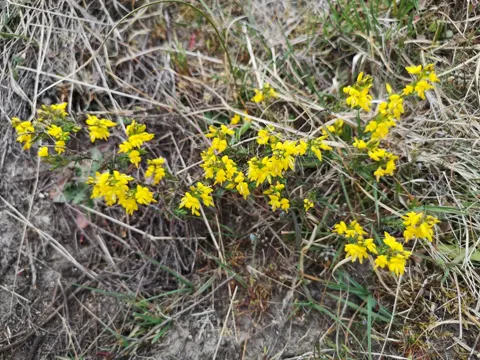 Englischer Ginster (Genista anglica)