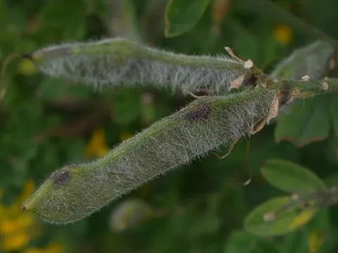 Montpellier Broom (Genista monspessulana)
