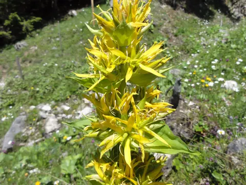 Gelber Enzian (Gentiana lutea)