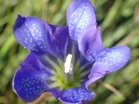 Lungen-Enzian (Gentiana pneumonanthe)