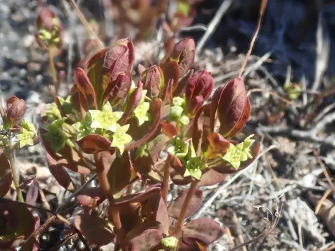 Blauliche Scheinkorallenwurz (Geocaulon lividum)