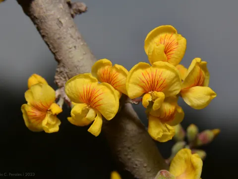Geoffroea decorticans (Geoffroea decorticans)