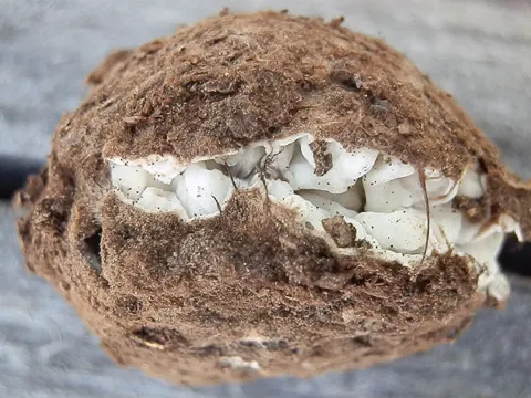 Geopora cooperi (Geopora cooperi)