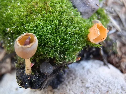 Kohlenbecher