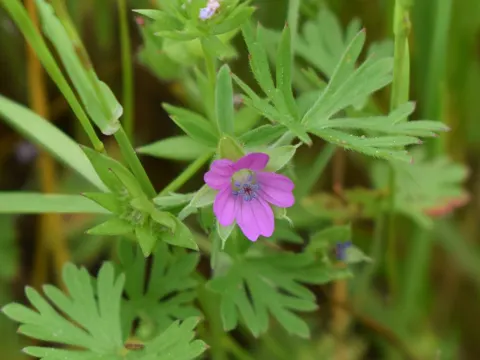 Schlitzblättriger Storchschnabel (Geranium dissectum)
