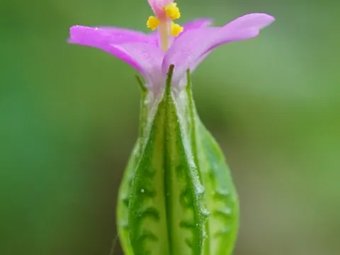 Glänzender Storchschnabel (Geranium lucidum)