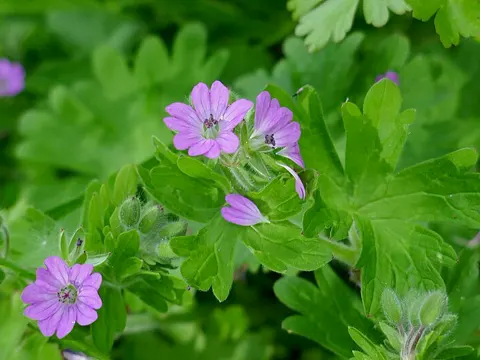 Weicher Storchschnabel (Geranium molle)