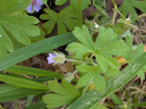 Kleiner Storchschnabel (Geranium pusillum)