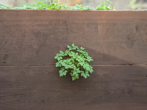 Herb Robert