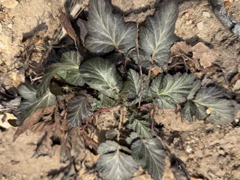 Kanadische Geum