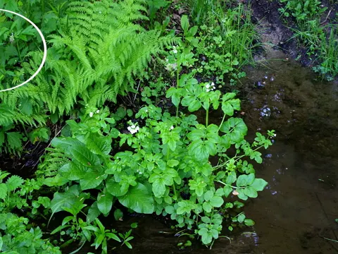 Bach-Nelkenwurz